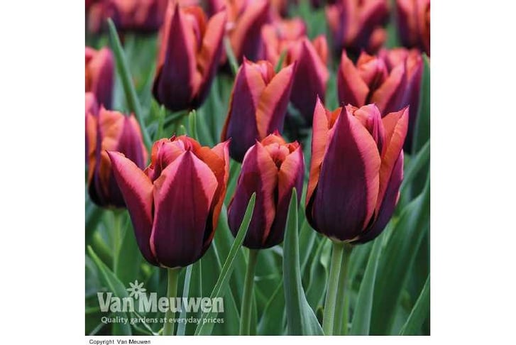 z-Tulip-Sl1695909072796