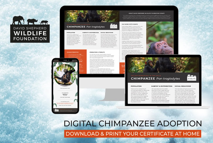 Chimpanzee Adoption - Digital Pack - Support Conservation - David Shepherd Wildlife Foundation