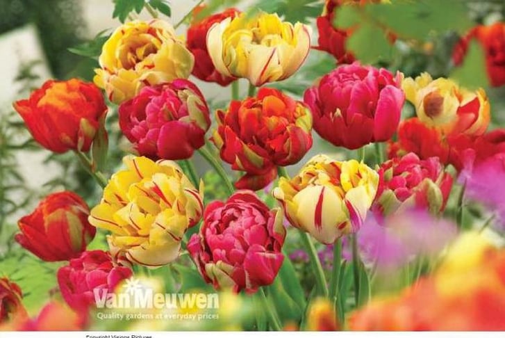 Tulip-Colo1698938073941