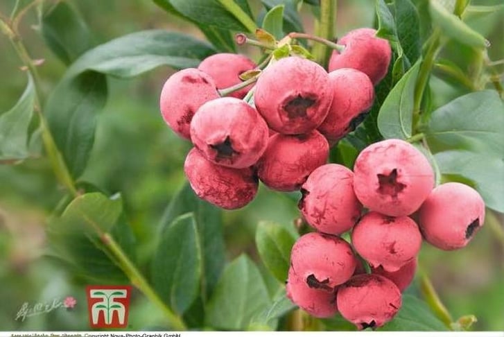 berry1.jpg1698938135042