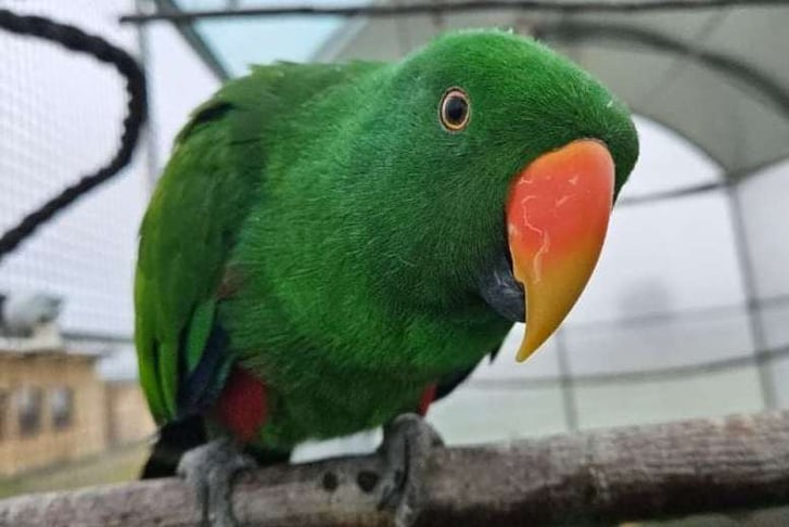 bird-encounter-parrot