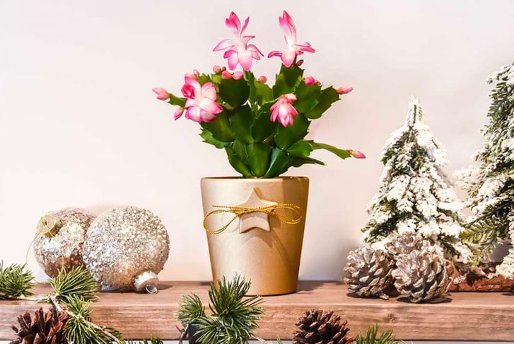 Gift-Cactus-Mini-Christmas-In-Coloured-6