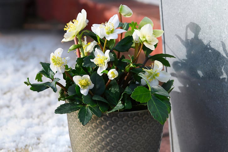 Gift-Helleborus-Christmas-Carol-2