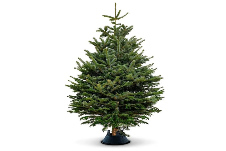 Fresh-Cut-Christmas-Tree-2