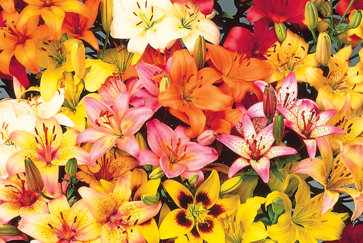 up to 100 Ground Cover Lily Bulbs - Wowcher