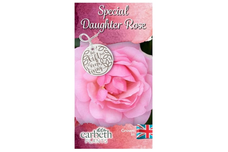 Rose-Bush-Special-Daughter-3