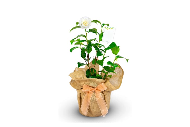 Camelia-Gift-Wrapped-Anniversary-Plant-2
