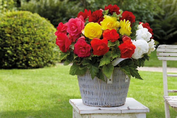 Begonia Double Flowered Mixed 2