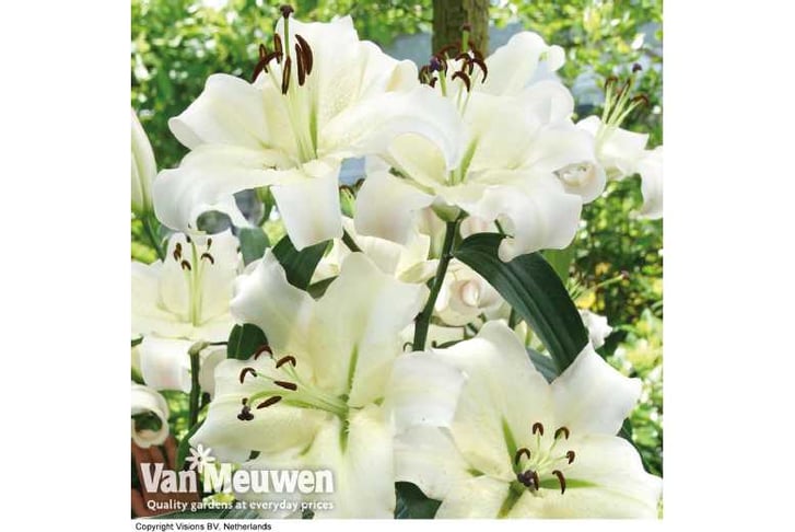LILY-v64091707296654859