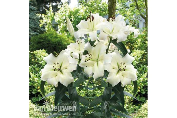 Lily-Prett1707296656123