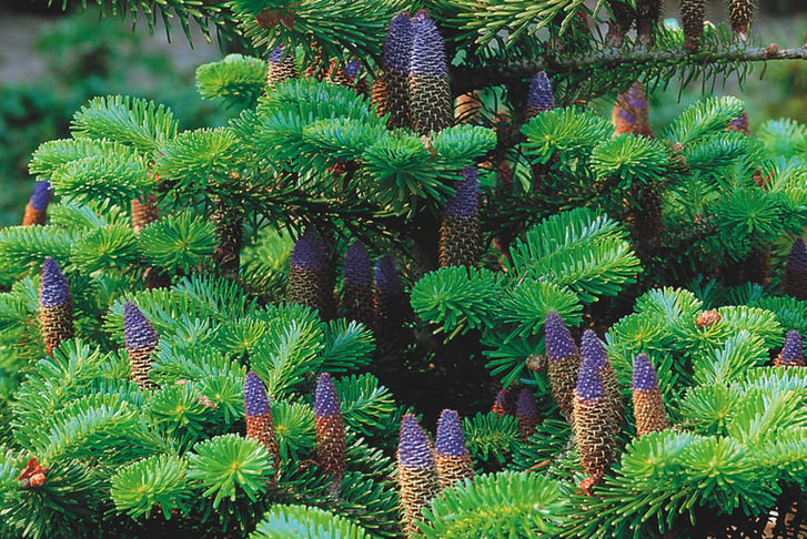 1 or 2 Korean Fir Tree Plants - 5pm