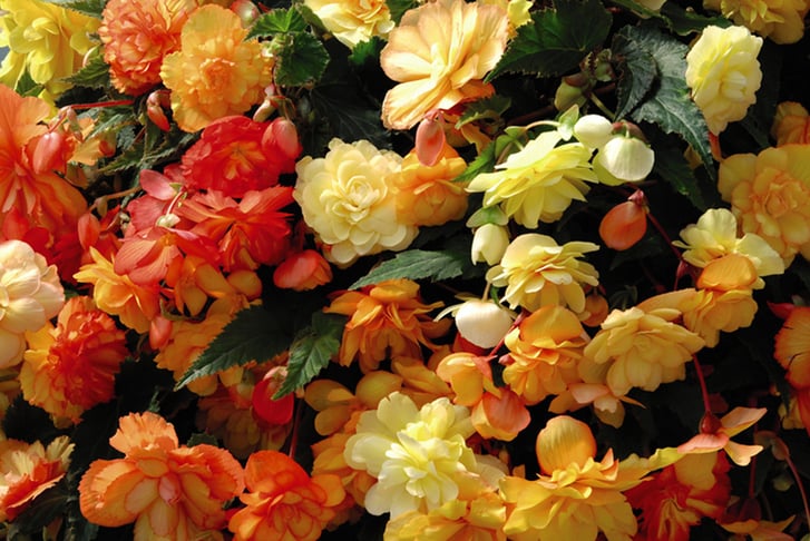 up to 20 Begonia Apricot Shades Plants - LivingSocial