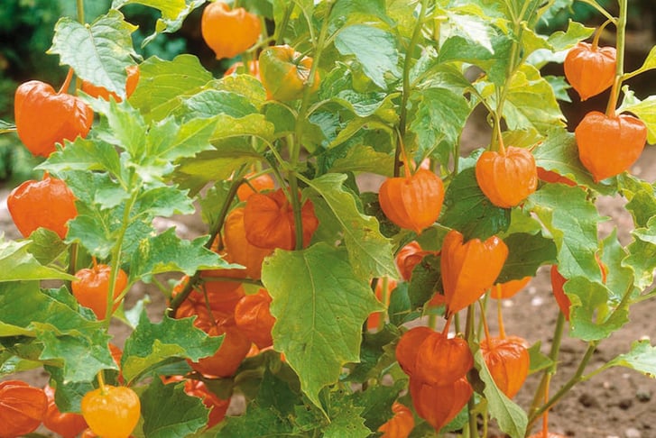 Physalis