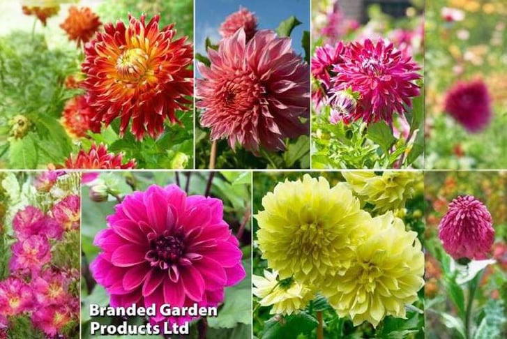 Dahlia-dd-1708445932352