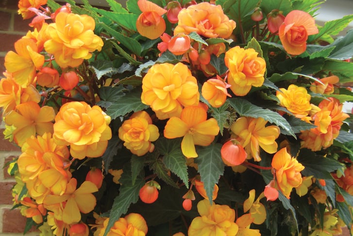 up to 72 Begonia Apricot Shades Plants - LivingSocial