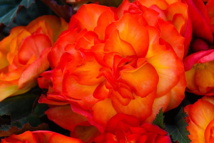 _72-Begonia-Nonstop-Fire-Plants-2