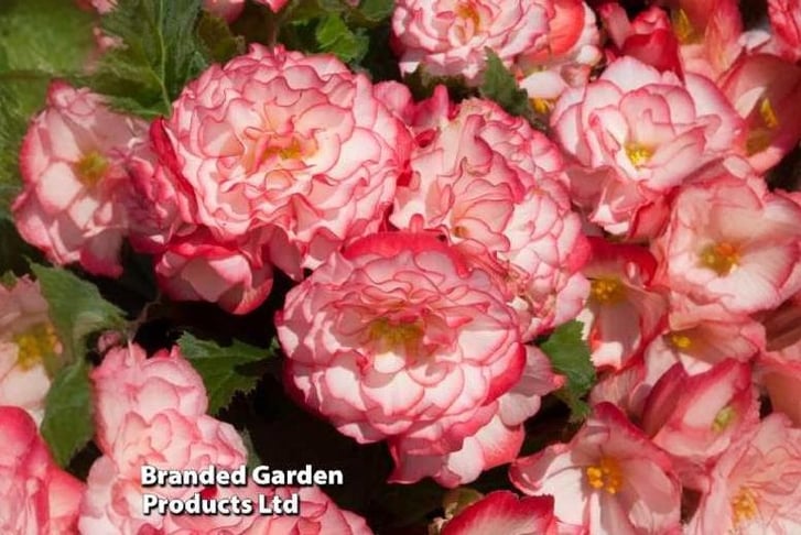 BEGONIA-NO1709650724443