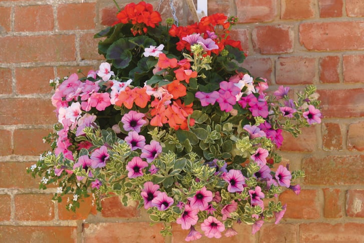 Up To 72 Hanging Basket Plants - Wowcher