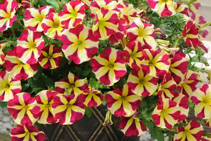Petunia Amore Queen of Hearts 3