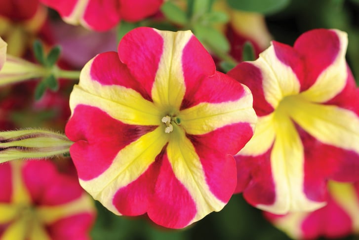 Petunia Amore Queen of Hearts_TMHF-10