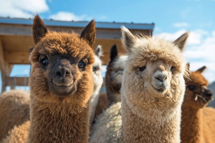 Alpaca Meet, Feed & Greet Session - For 1, 2 or 4 People 