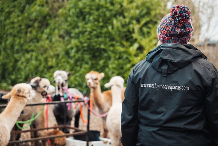 Alpaca Meet, Feed & Greet Session - For 1, 2 or 4 People 