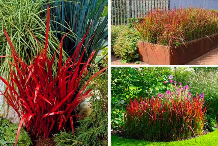 Imperata-(Grass)-Red-Baron-9cm-Pot-x-1-2-3-7