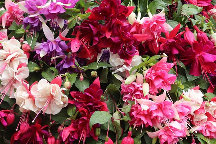 Fuchsia-Giant-Plants-2
