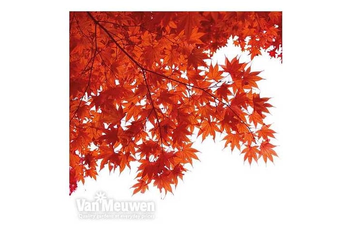 acer3.jpg1711527326310