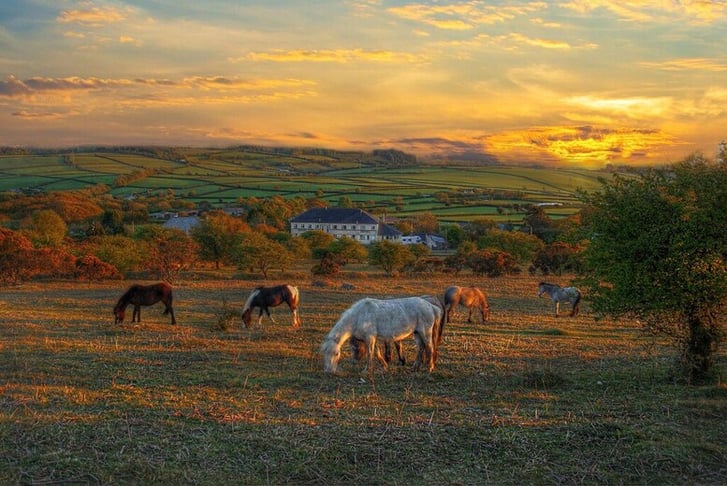 moorland horses