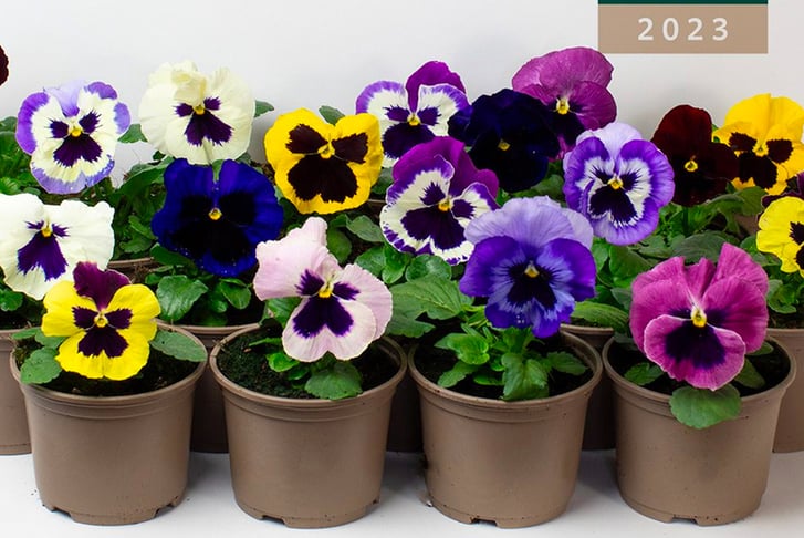 33051543-9-or-18-x-Mix-of-Jumbo-Flowering-Pansies-_10.5cm-pots-1