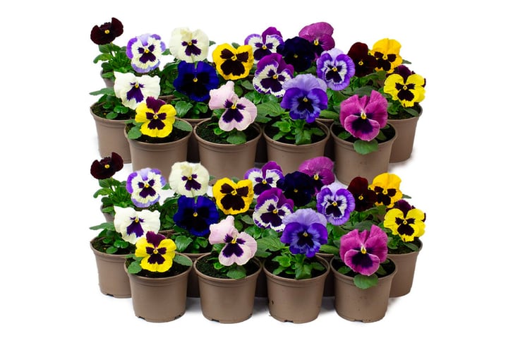 33051543-9-or-18-x-Mix-of-Jumbo-Flowering-Pansies-_10.5cm-pots-2