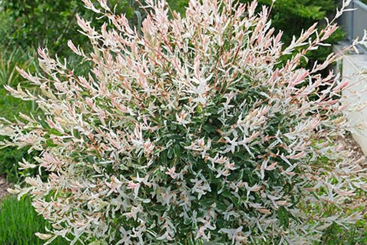 Flamingo Willow Tree Offer - Wowcher