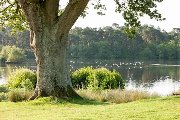 A tree by a lake near Champneys Spa
