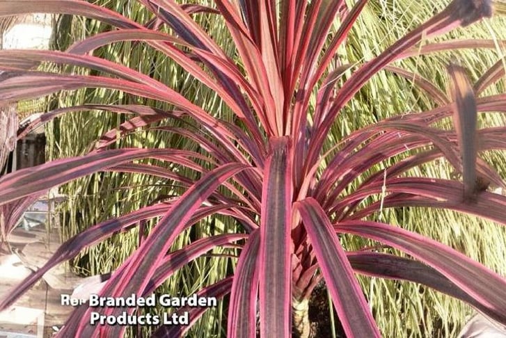 CORDYLINE-1715873694879