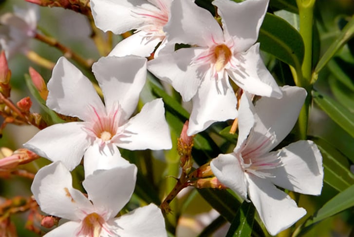 White-Oleander-Bush-3