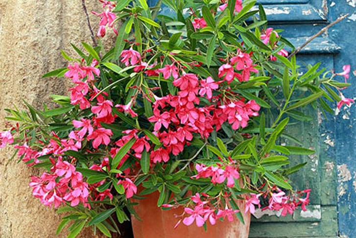 Oleander-Bush-Shades-of-Pink-x-2-3