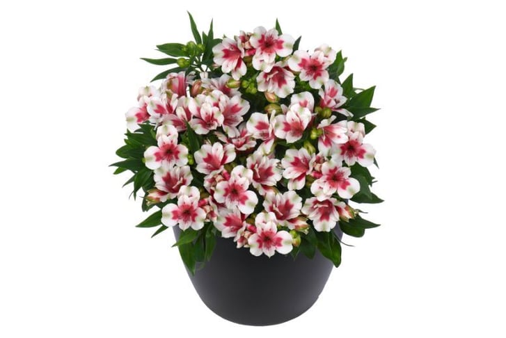 ALST_MAYAPINKB_5
