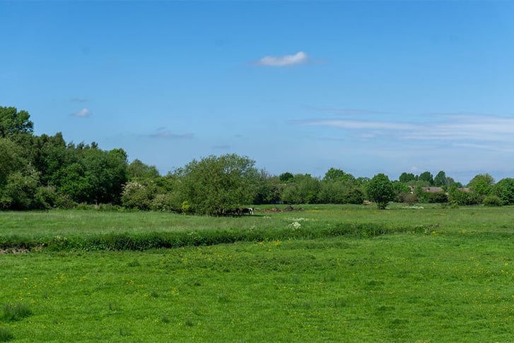 meadow-view-river-view-with-cows