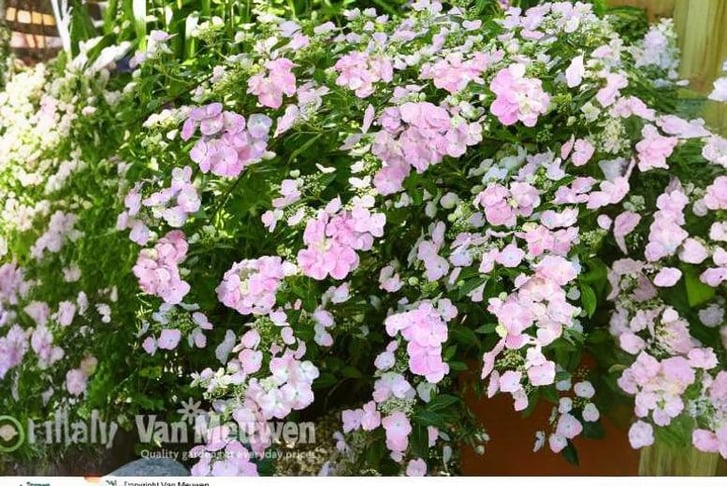 1 or 2 Hydrangea French Bolero Plants - Wowcher