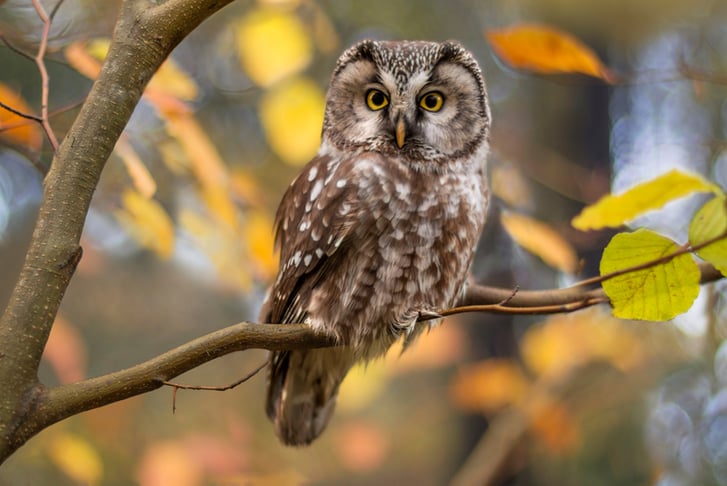 90-Minute Evening Experience with Owls