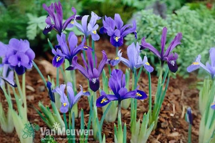 iris5.jpg1724327756694