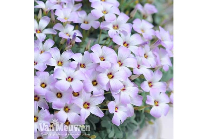 oxalis1.jp1724768554467