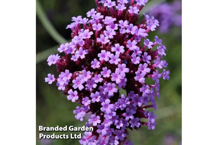 VERBENA-BO1724768568995