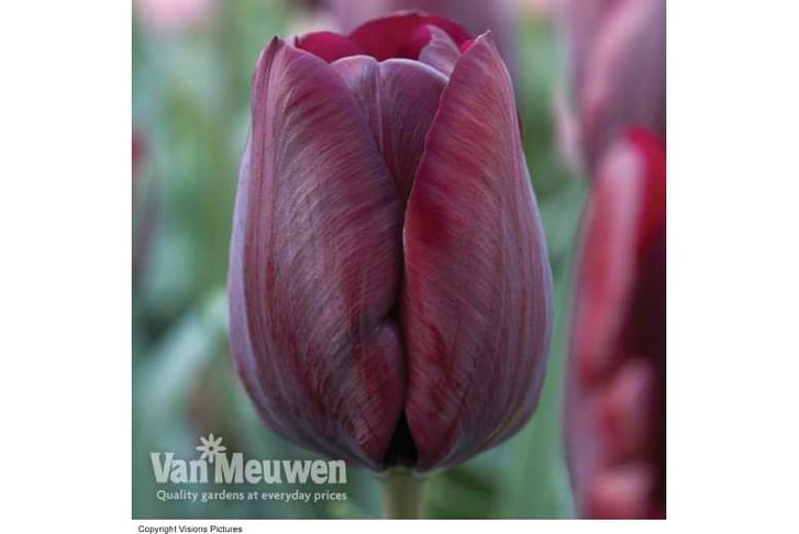 Tulip-Rona1724768606642