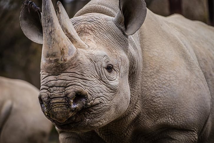 A Grey Rhino in a Safari Park 