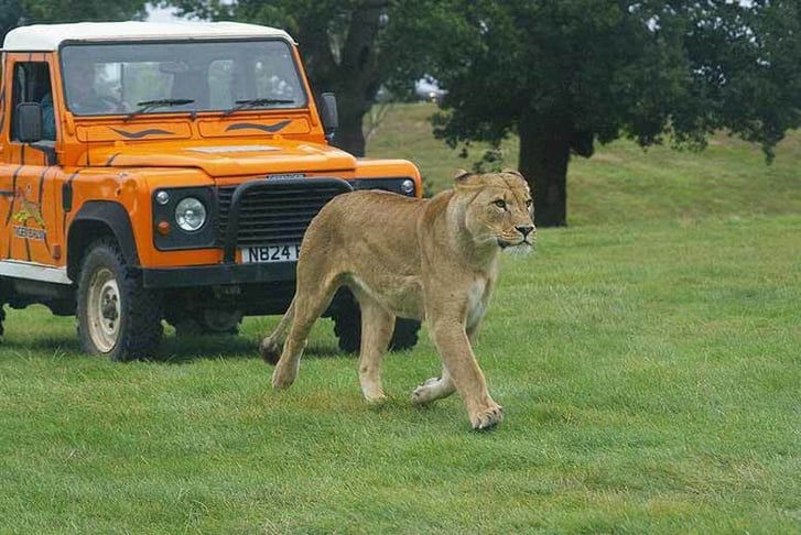 A Lioness walking in front of an orange jeep on safari