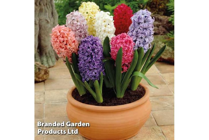 hyacinth-b1727101444259
