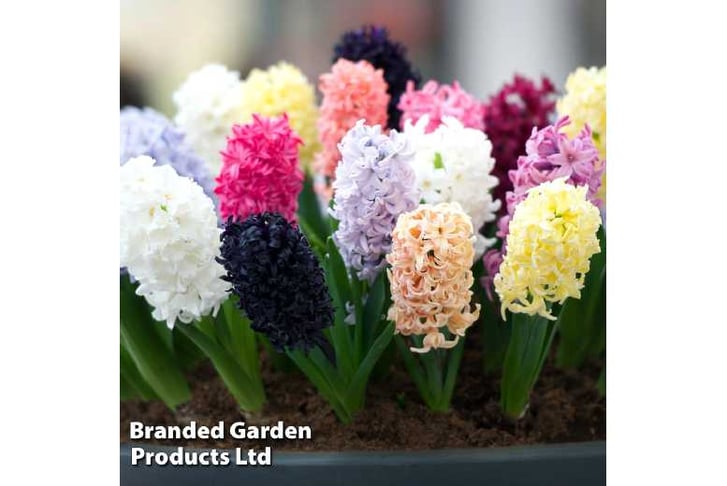 hyacinth-b1727101445331