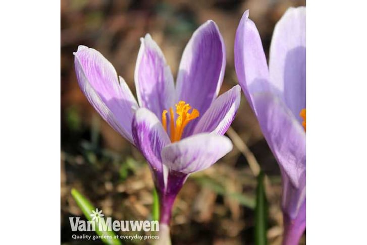 vcroc-van21727436652555